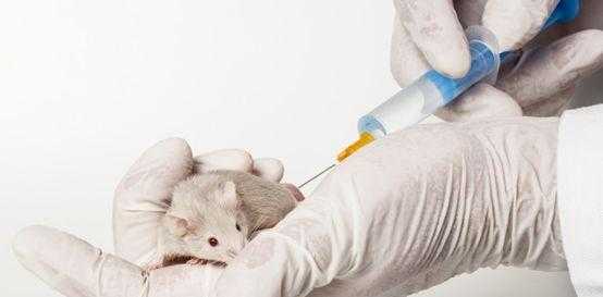 小白鼠打疫苗（小白鼠接种方法）-图3