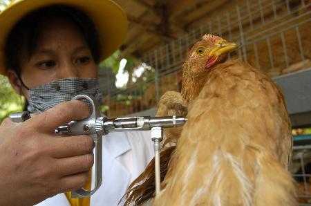 鸡禽流感疫苗注射图_鸡禽流感疫苗注射图解-图1