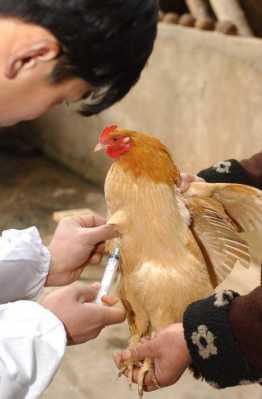 鸡禽流感疫苗注射图_鸡禽流感疫苗注射图解-图2