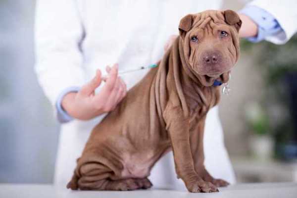 小狗感冒打了疫苗能洗澡吗 小狗感冒打了疫苗-图1