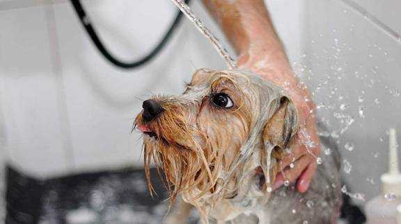 小狗感冒打了疫苗能洗澡吗 小狗感冒打了疫苗-图2