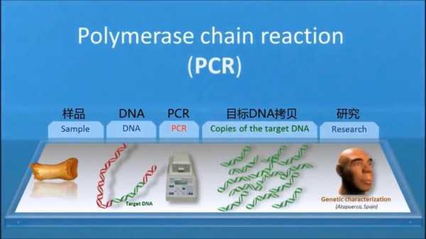 pcr医学是什么意思-医疗PCR是什么意思-图3