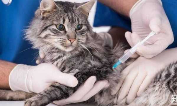 猫打完疫苗突然发狂,猫打疫苗后突然变得狂躁 -图2