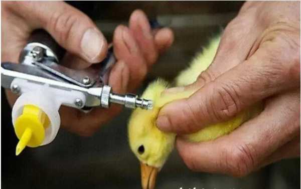 禽类注射疫苗后能吃不-图3
