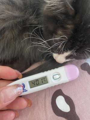 小猫打完疫苗以后呕吐发烧（小猫打完疫苗吐了怎么回事）-图3