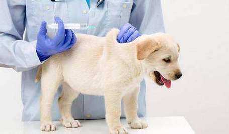 狗咬了多久打疫苗有效,狗咬了多长时间打疫苗合适 -图1