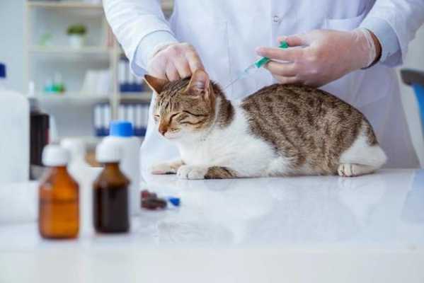 给猫打疫苗没打进去怎么办 没钱给猫打疫苗-图3