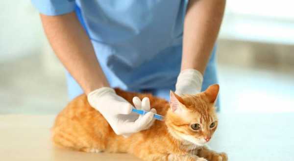 给猫打疫苗没打进去怎么办 没钱给猫打疫苗-图2