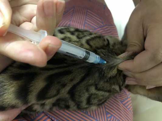 猫的疫苗针怎么打 怎样给猫疫苗的部位-图2