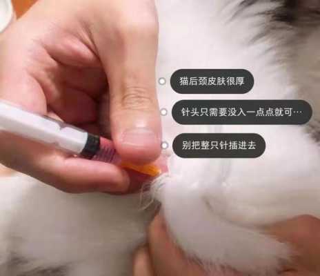 猫的疫苗针怎么打 怎样给猫疫苗的部位-图3