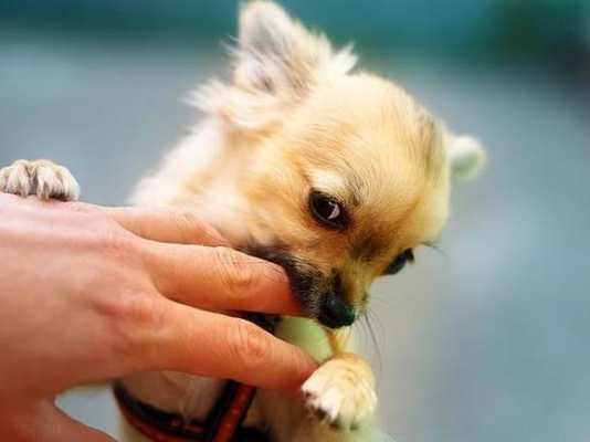  狗咬了打狂犬疫苗可以「狗咬了打狂犬疫苗可以抽烟吗」-图3
