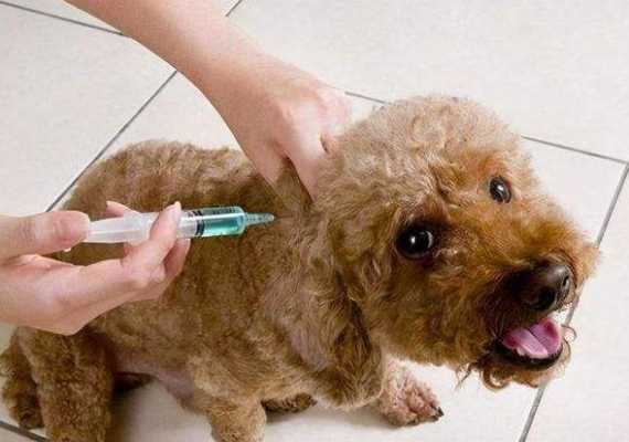 狗狗在吐的时候打疫苗了,会有危险吗 狗狗呕吐可以打疫苗吗-图1