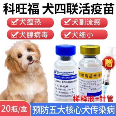 狗狗在吐的时候打疫苗了,会有危险吗 狗狗呕吐可以打疫苗吗-图3